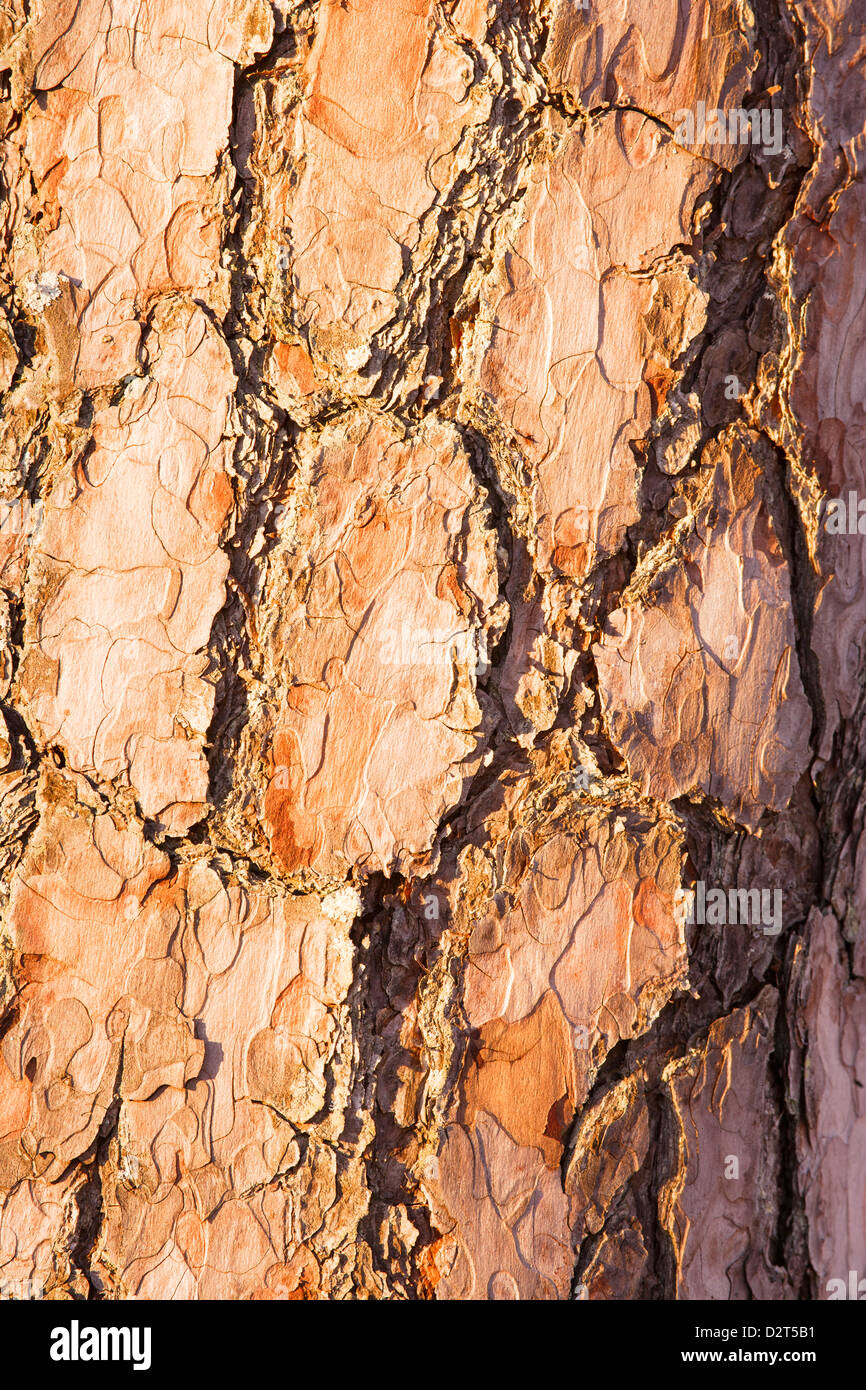 Scots pine bark Stock Photo