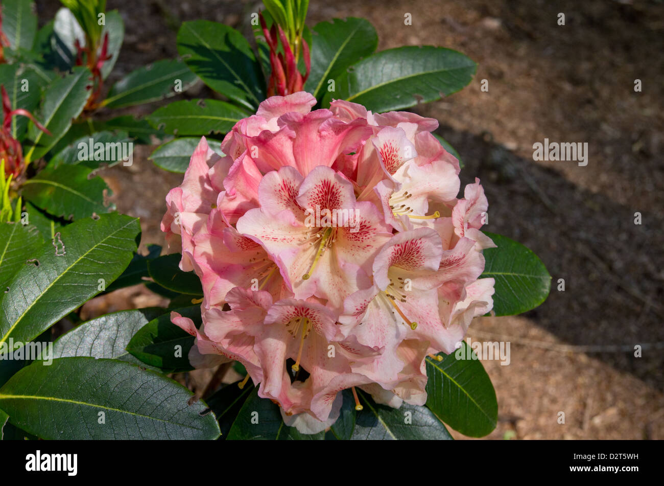 Rhododendron Wind River flower Stock Photo