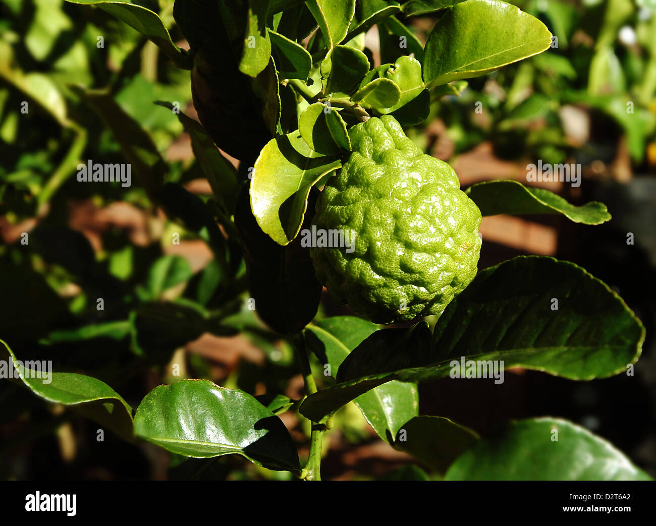 Citrus reticulata, Citrus paradisi., Tangelo, Ugli fruit, Green subject. Stock Photo