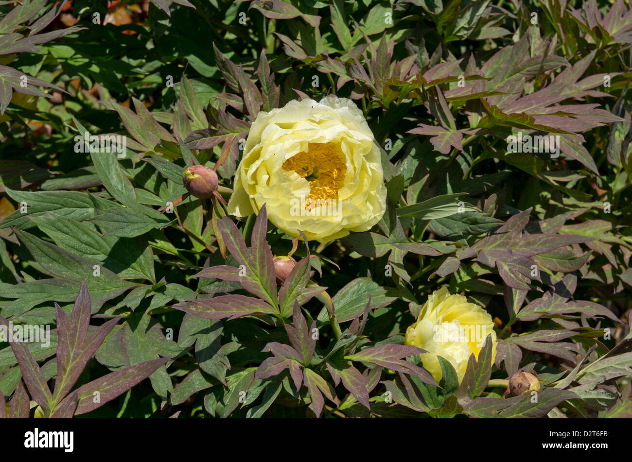 Chinese tree peony High Noon Stock Photo