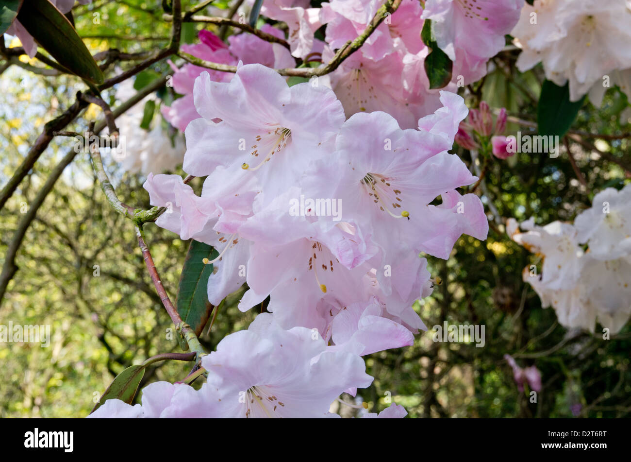 Rhododendron Loderi Pink Diamond Stock Photo