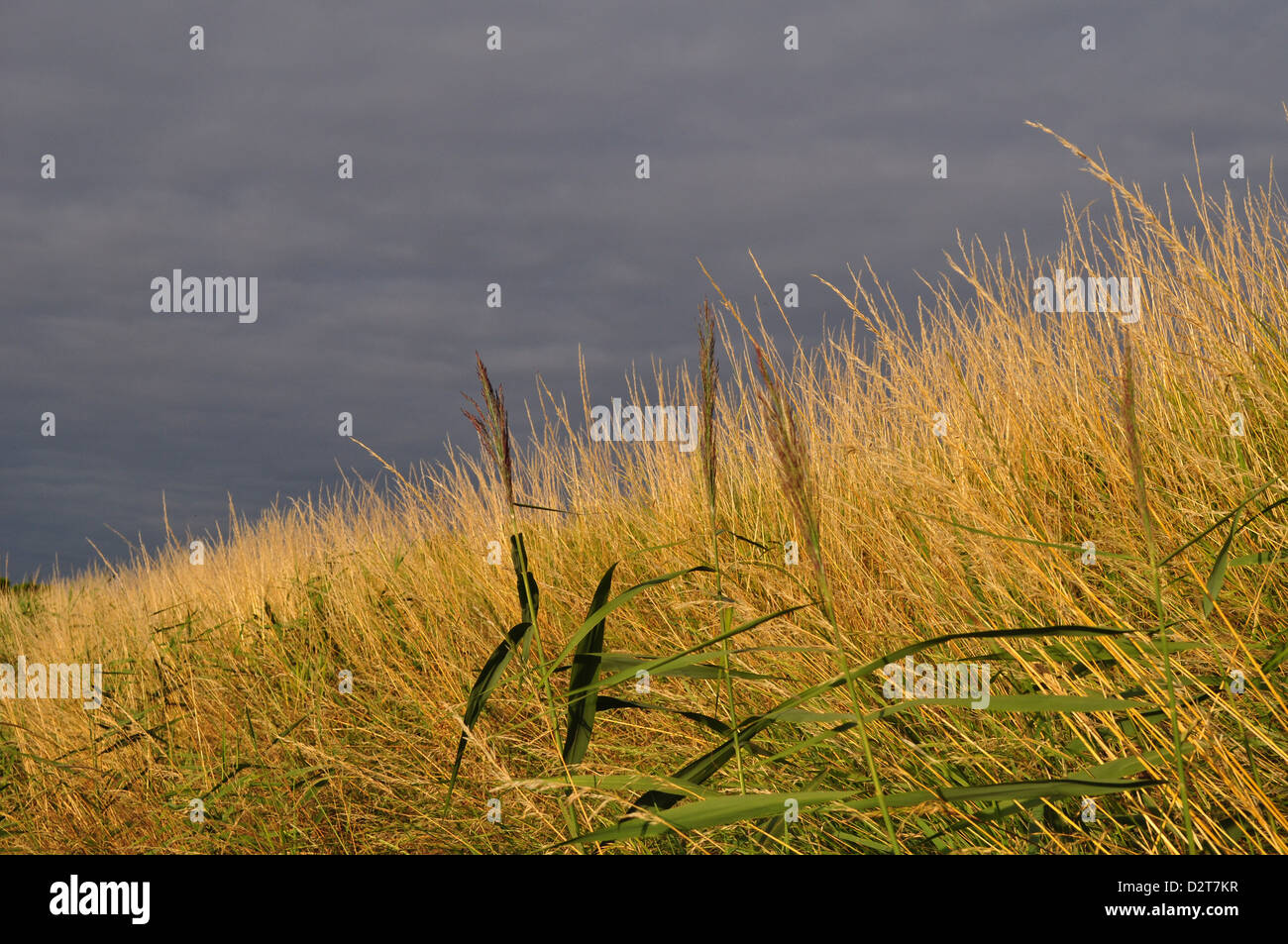Dark golden sky hi-res stock photography and images - Alamy