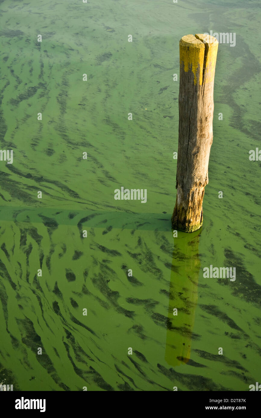 Mooring lines in green water Stock Photo