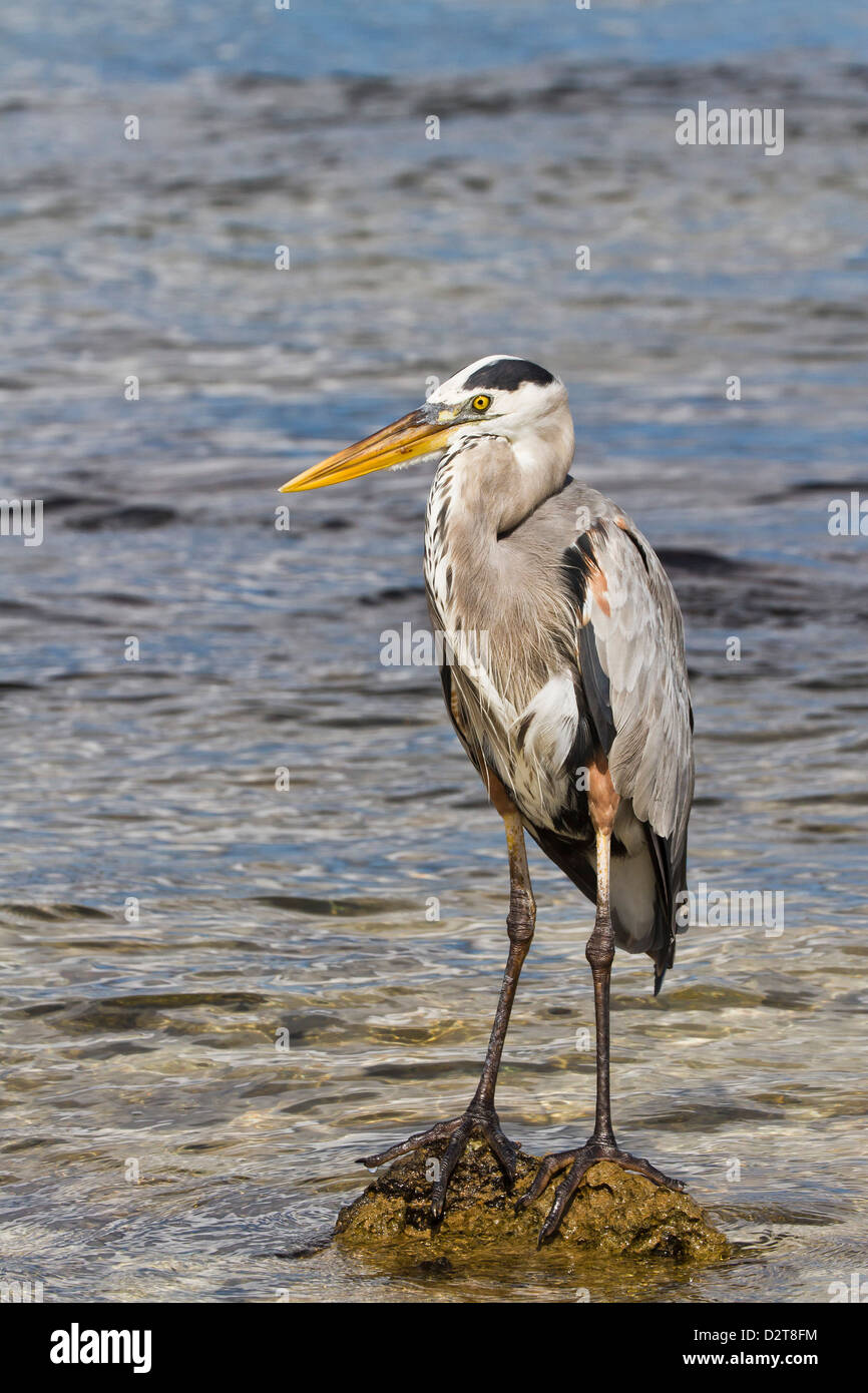 Adult great blue heron (Ardea herodias cognata), Cerro Dragon, Santa Cruz Island, Galapagos Islands, Ecuador, South America Stock Photo