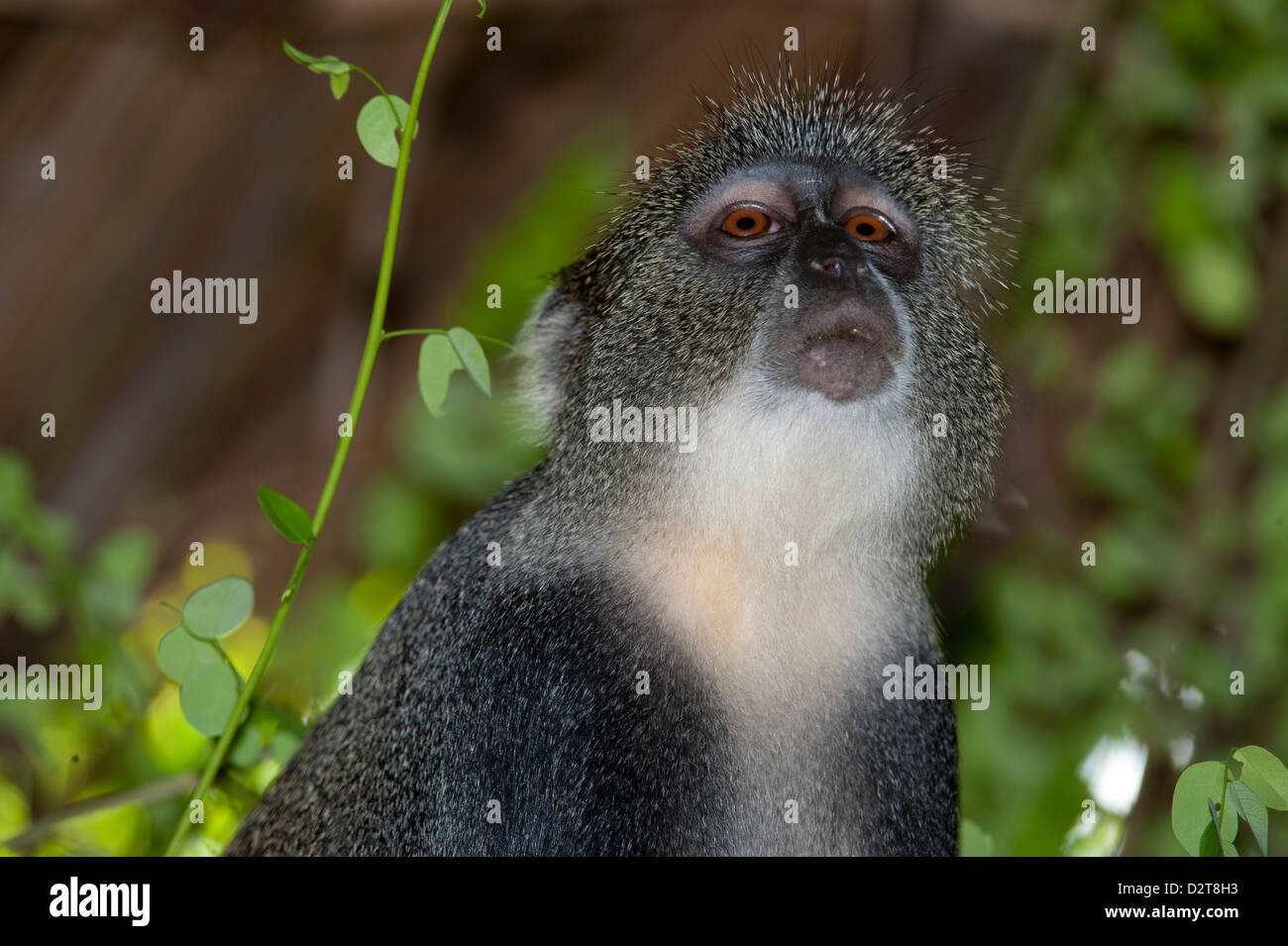 blue monkey (Cercopithecus mitts), Diani Beach, Kenya Stock Photo