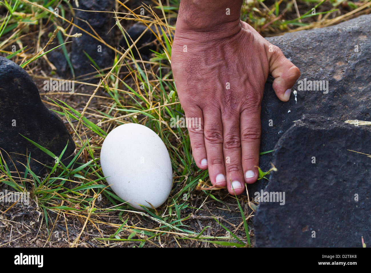 https://c8.alamy.com/comp/D2T8K8/waved-albatross-diomedea-irrorata-egg-espanola-island-galapagos-islands-D2T8K8.jpg