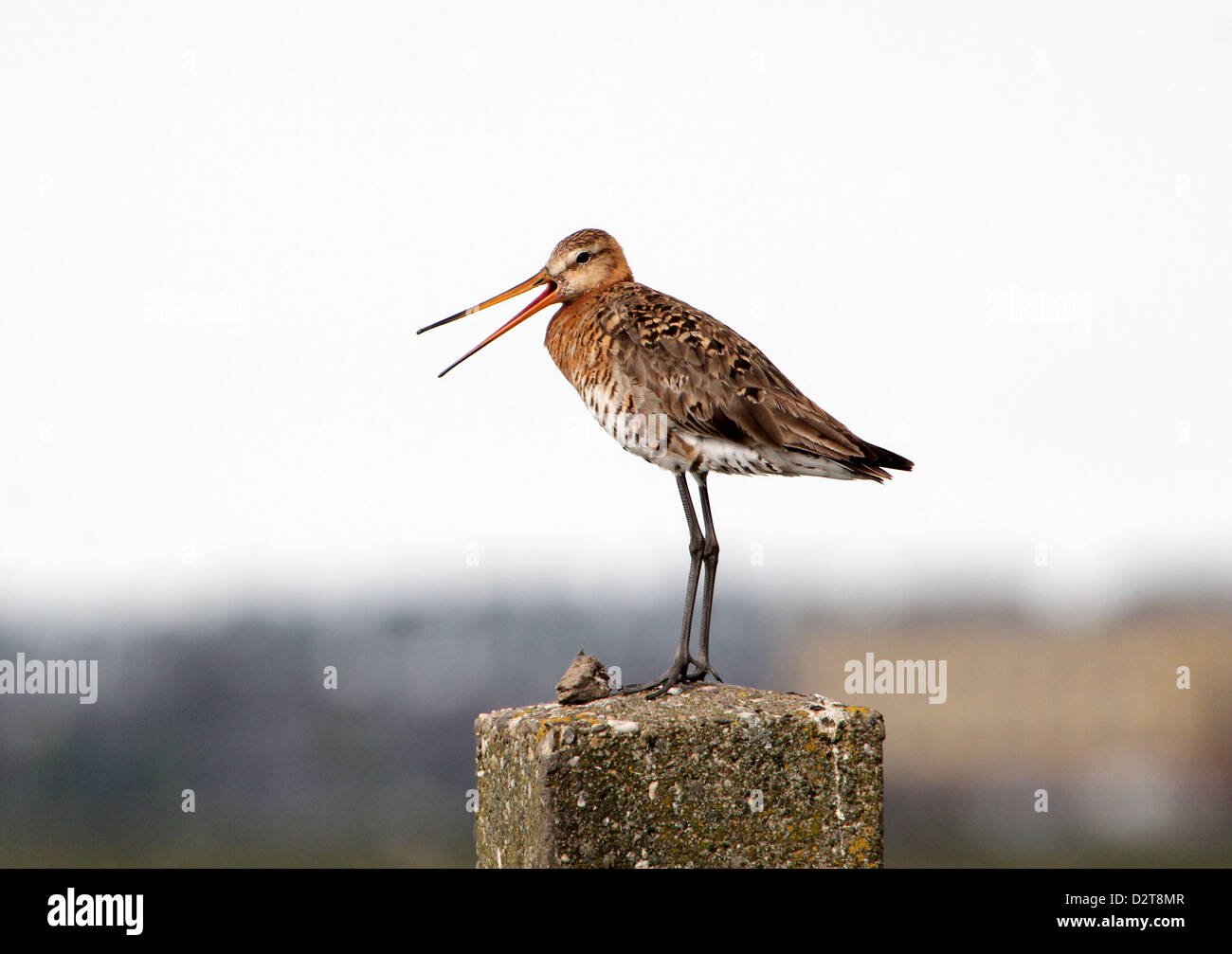 Detailed portrait of a Black-tailed Godwit (Limosa limosa)  posing on a pole and calling out Stock Photo