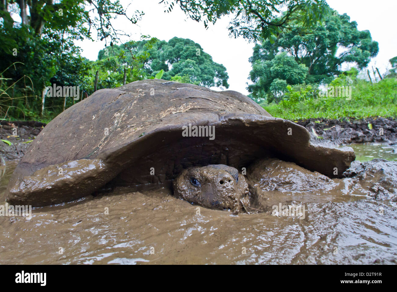 Wild Galapagos tortoise (Geochelone elephantopus), Santa Cruz Island, Galapagos Islands, Ecuador Stock Photo