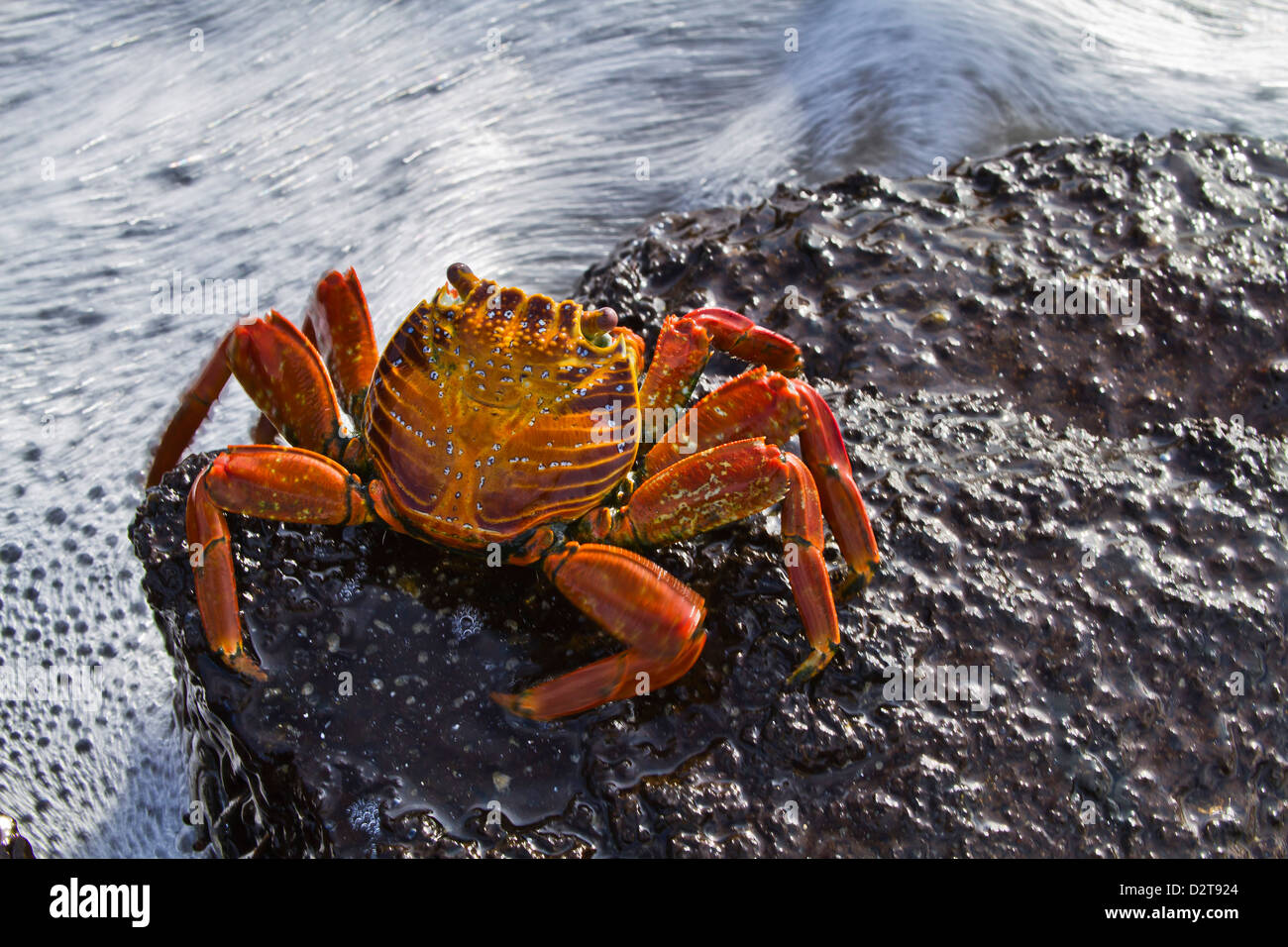 Sally lightfoot crab (Grapsus grapsus), Punta Cormorant, Floreana Island, Galapagos Islands, Ecuador, South America Stock Photo