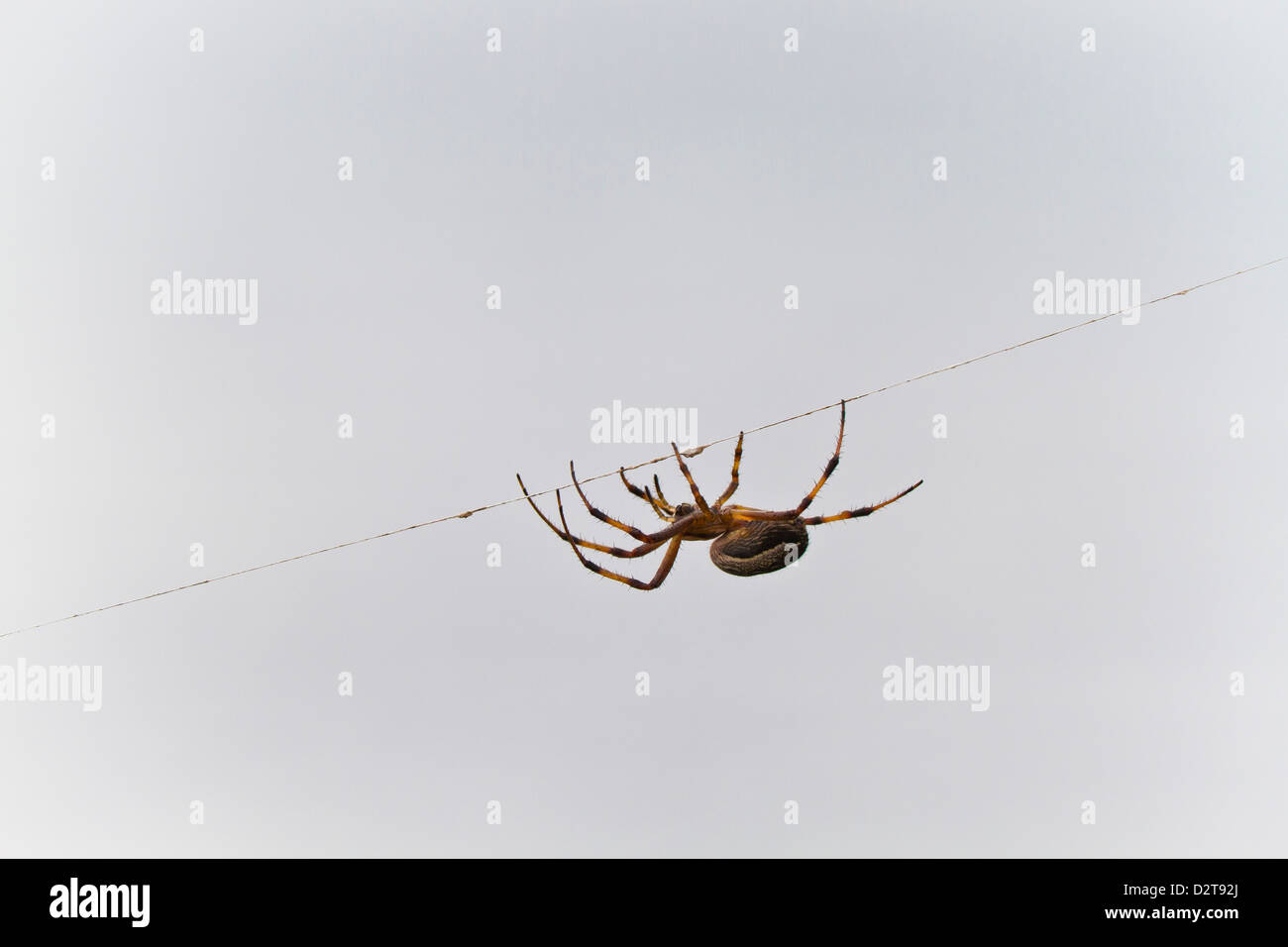 Spider on thread, Cerro Dragon, Santa Cruz Island, Galapagos Islands, Ecuador, South America Stock Photo