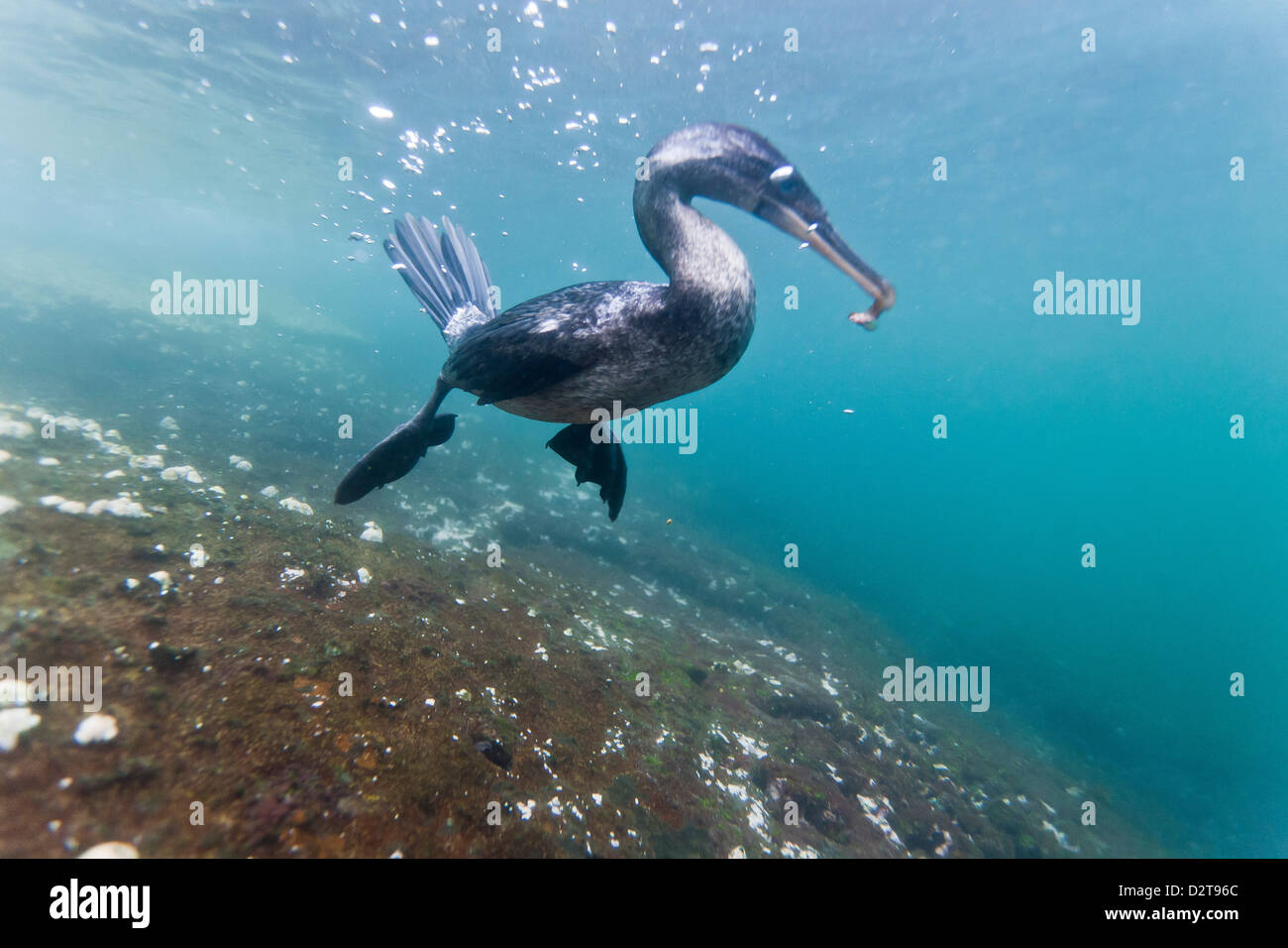 Flightless cormorant (Nannopterum harrisi) hunting underwater, Tagus Cove, Isabela Island, Galapagos Islands, Ecuador Stock Photo