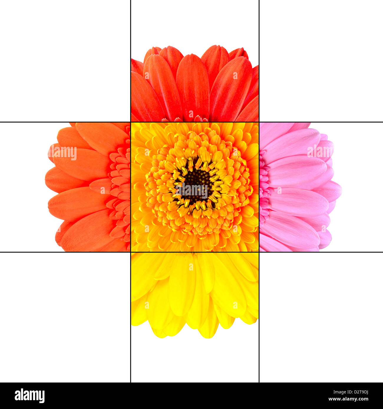 gerbera gerber marigold daisy flower macro nine mosaic grid Asteraceae