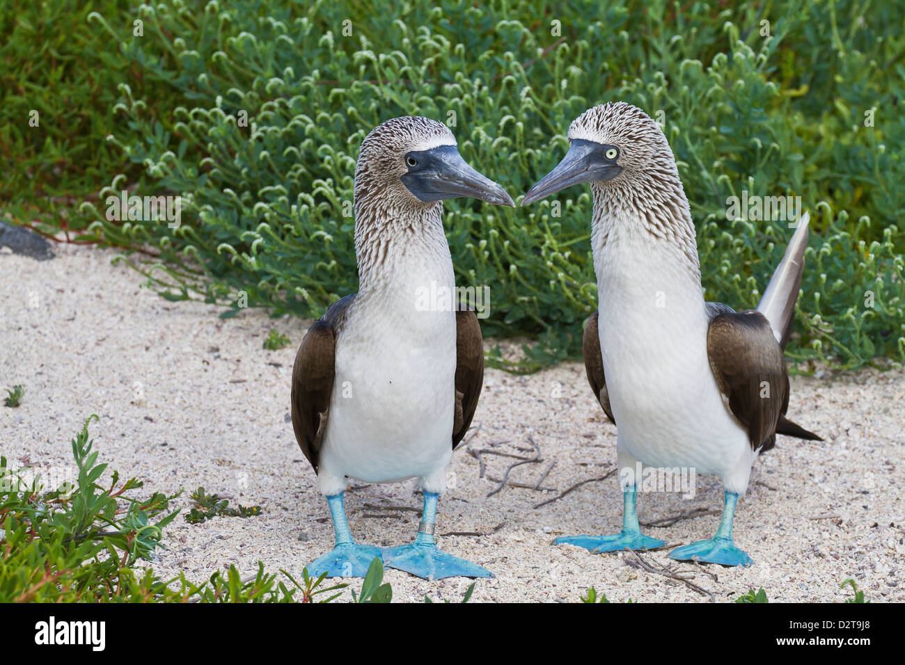 Blue-footed booby (Sula nebouxii) pair, North Seymour Island, Galapagos Islands, Ecuador, South America Stock Photo