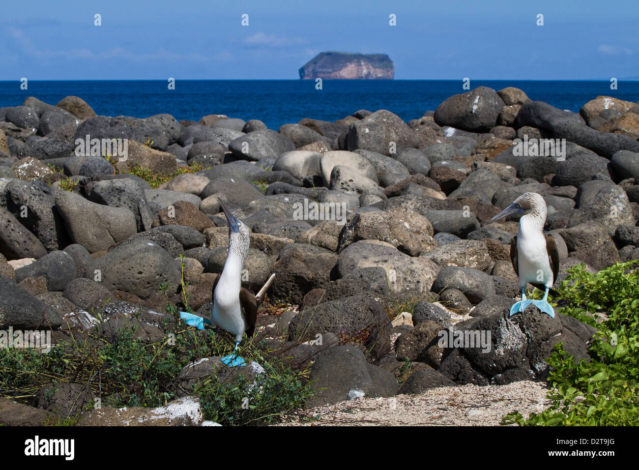 Blue-footed booby (Sula nebouxii) pair, North Seymour Island, Galapagos Islands, Ecuador Stock Photo