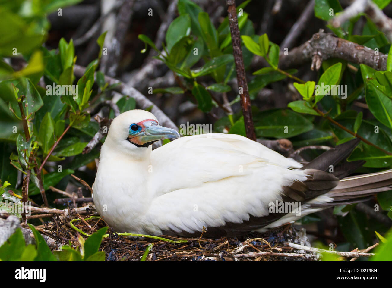 Adult white morph red-footed booby (Sula sula), Genovesa Island, Galapagos Islands, Ecuador, South America Stock Photo