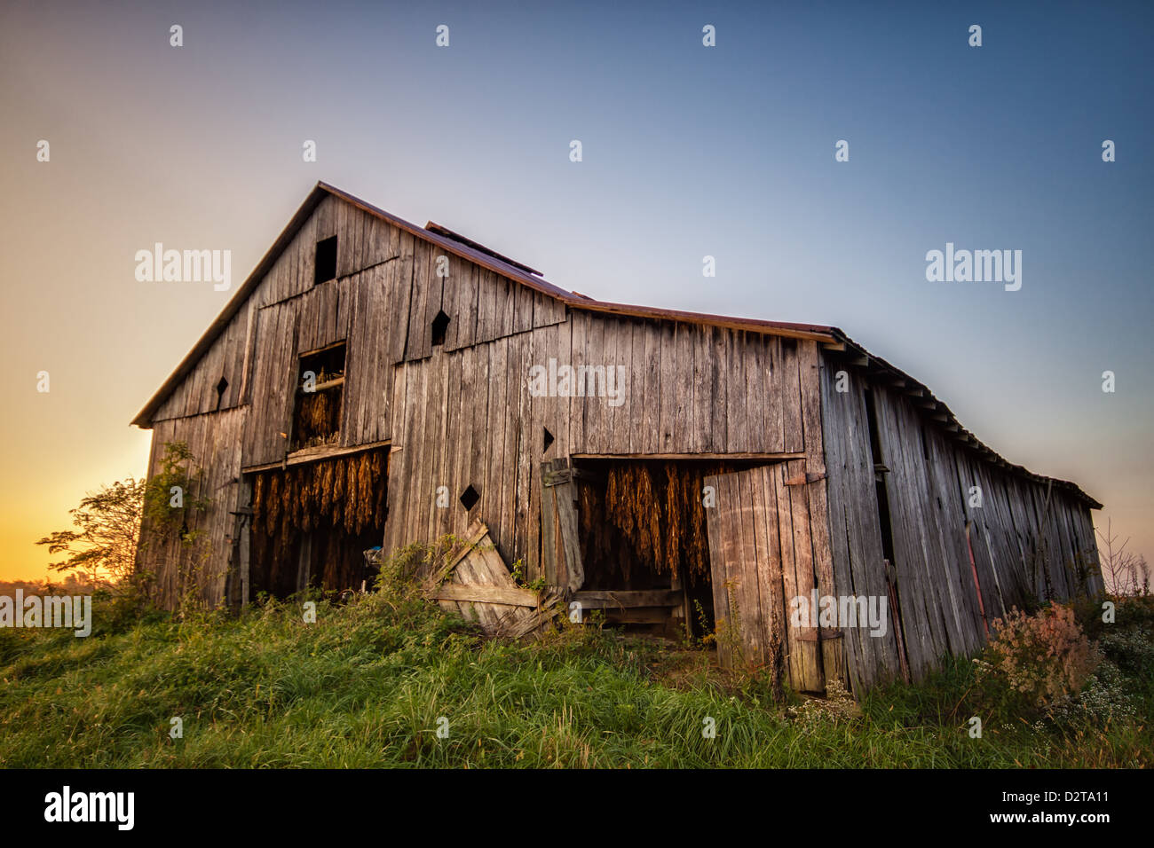 An old barn with hanging tobacco in Kentucky, USA Stock Photo