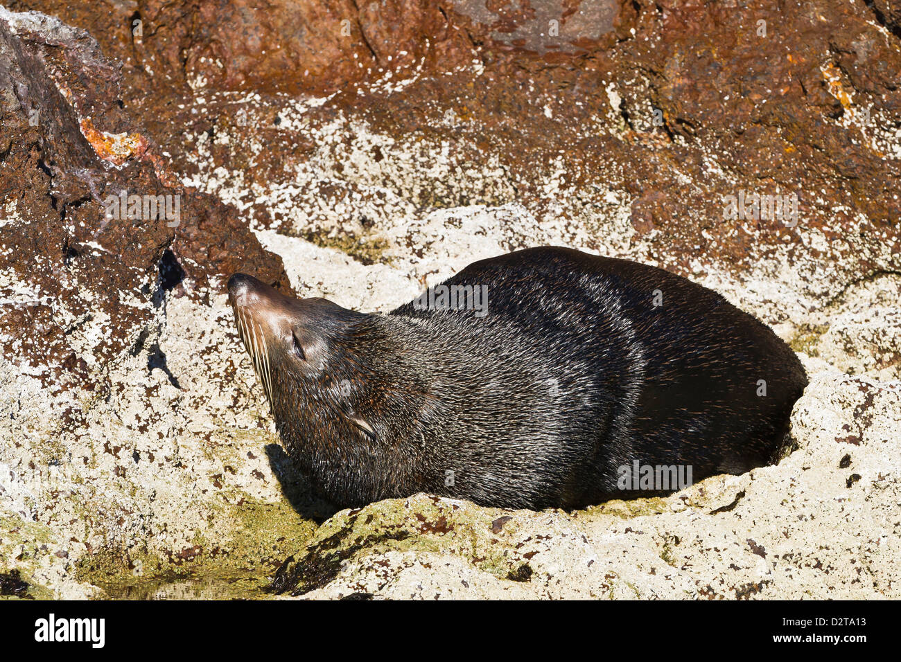 Guadalupe fur seal (Arctocephalus townsendi), Isla San Pedro Martir
