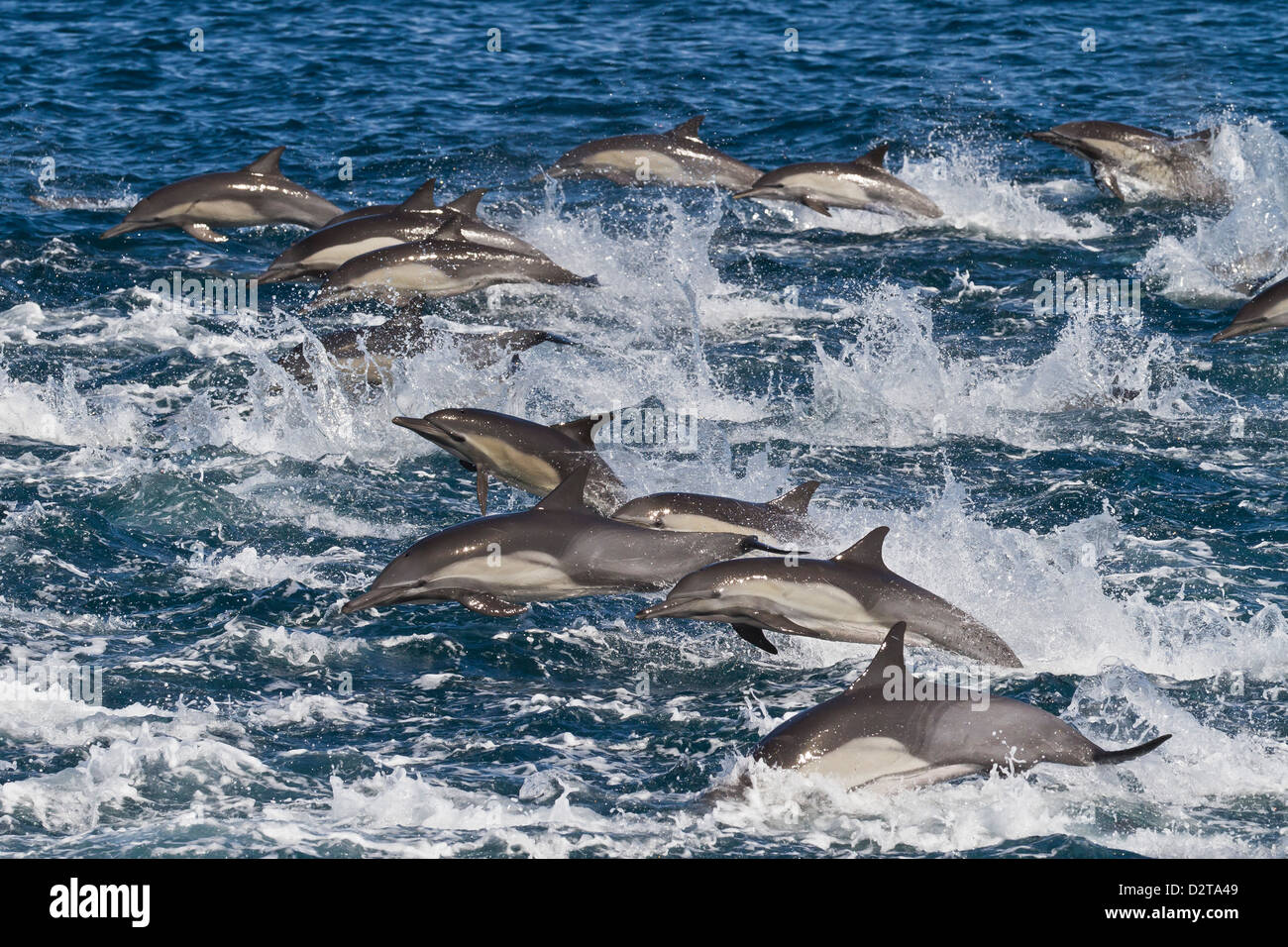 Long-beaked common dolphin pod, Isla San Esteban, Gulf of California (Sea of Cortez), Baja California, Mexico Stock Photo