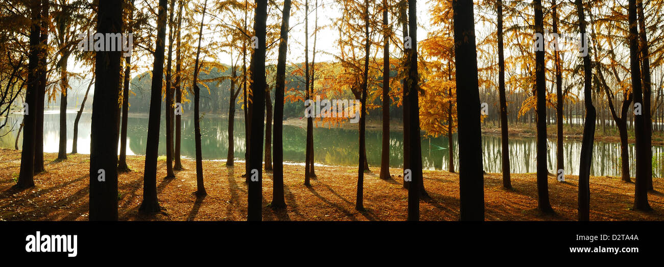 Spectacular view of lakeside woodland during autumn season with beautiful golden setting in Pudong Century Park, Shanghai City. Stock Photo