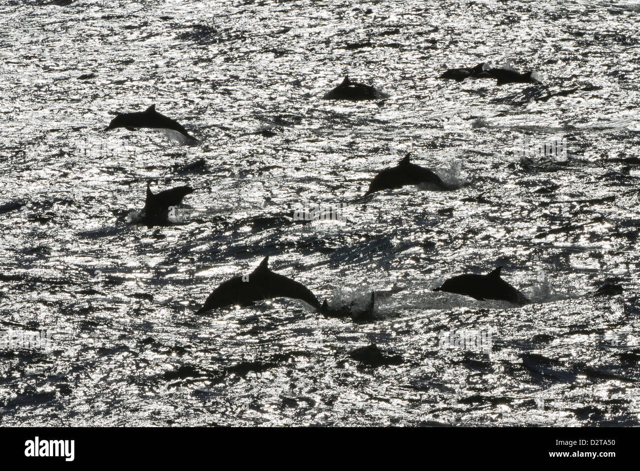 Long-beaked common dolphins (Delphinus capensis), Isla San Esteban, Gulf of California (Sea of Cortez), Baja California, Mexico Stock Photo