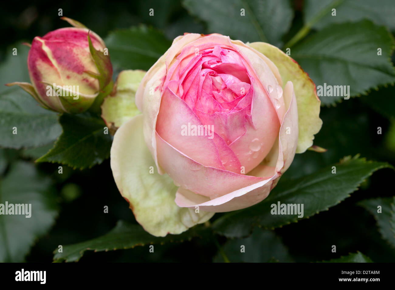 Shrub-Rose, 'Eden-Rose 85' Stock Photo