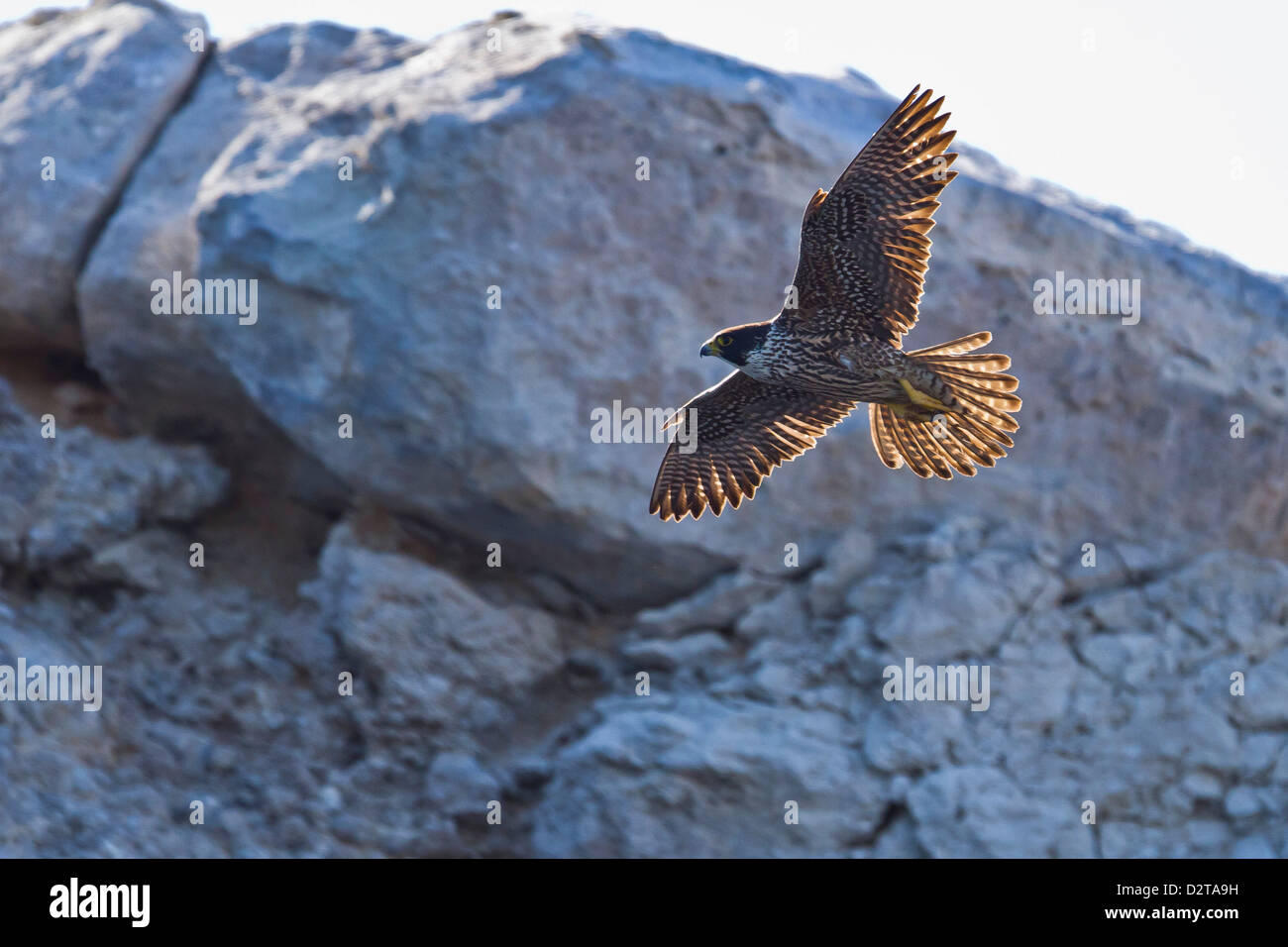 Adult peregrine falcon (Falco peregrinus), Isla Rasa, Gulf of California (Sea of Cortez), Baja California, Mexico, North America Stock Photo