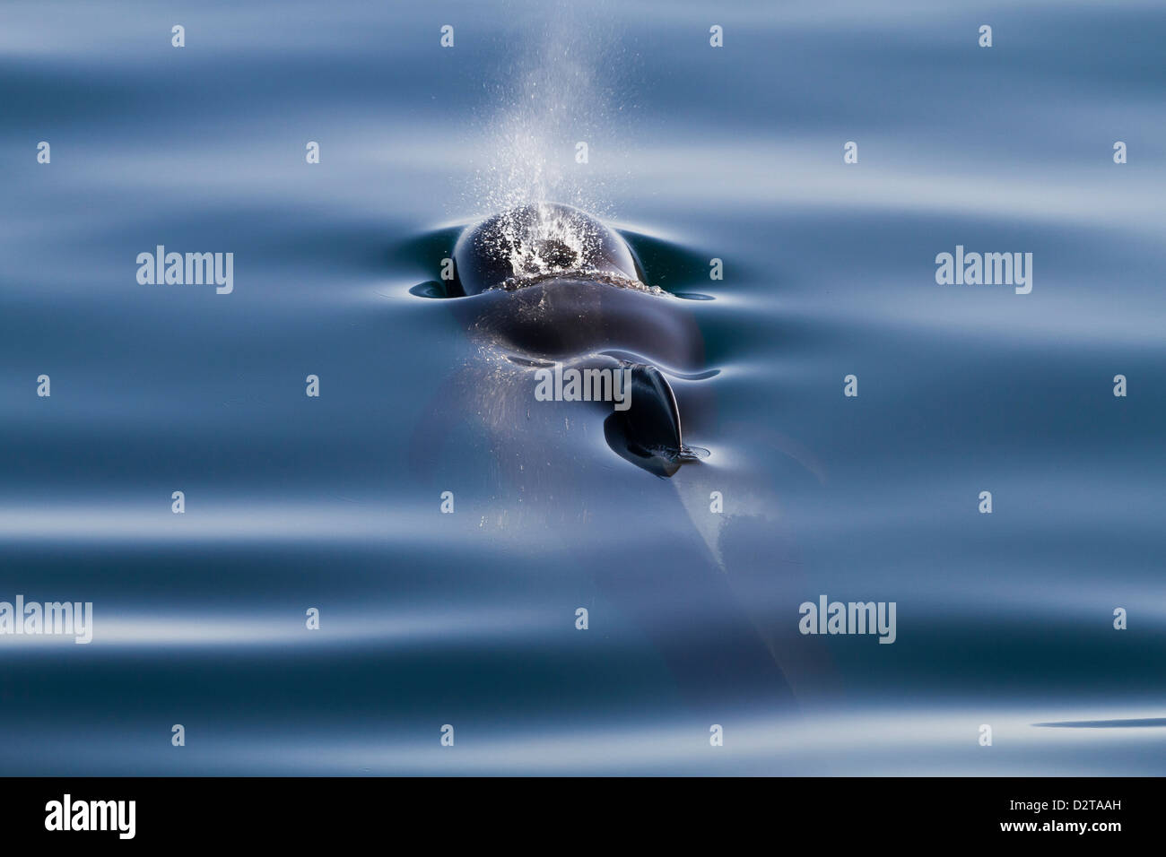 Isla san pedro mártir hi-res stock photography and images - Alamy