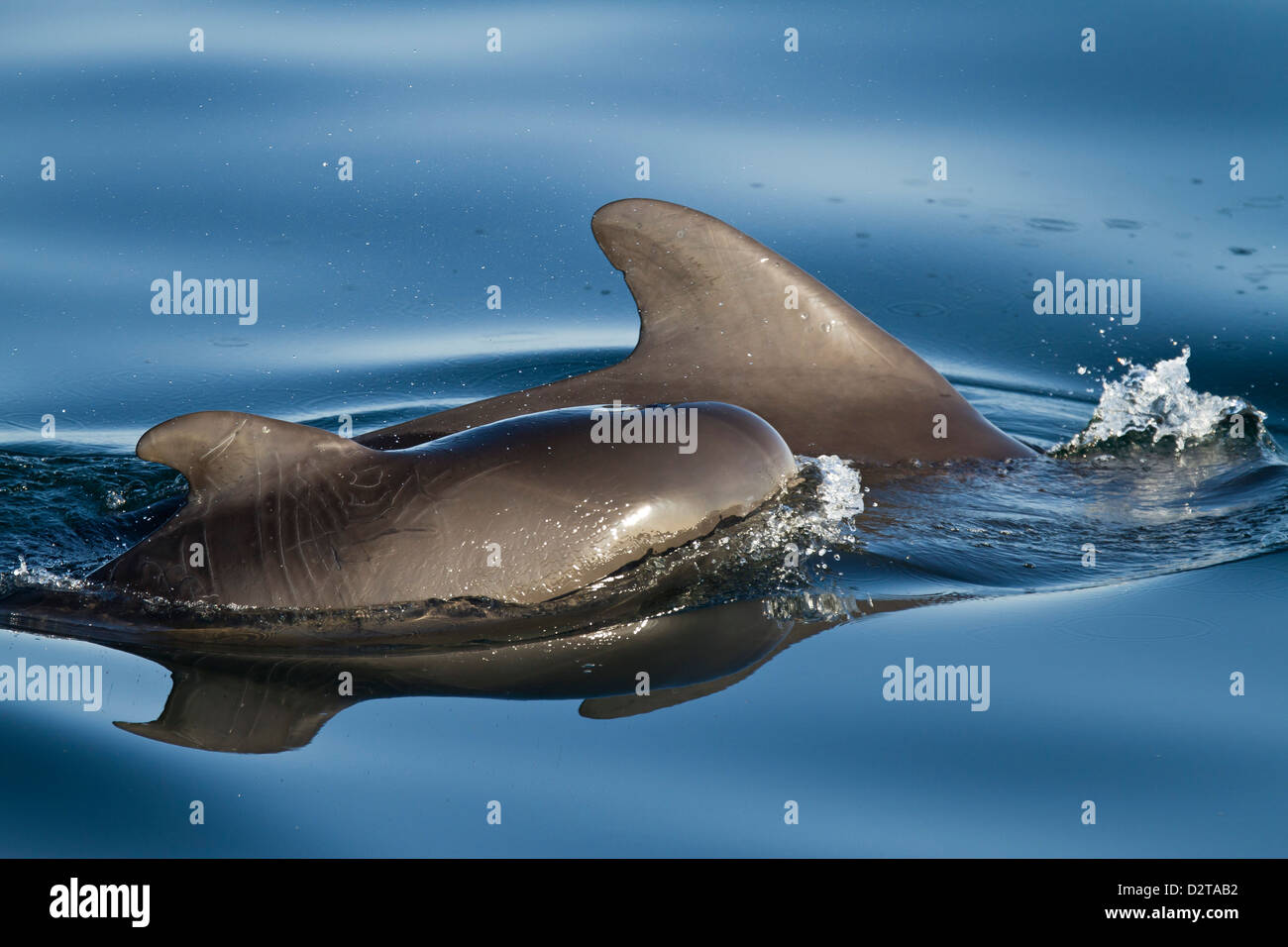 Short-finned pilot whale cow and calf, Isla San Pedro Martir, Gulf of California (Sea of Cortez), Baja California Norte, Mexico Stock Photo