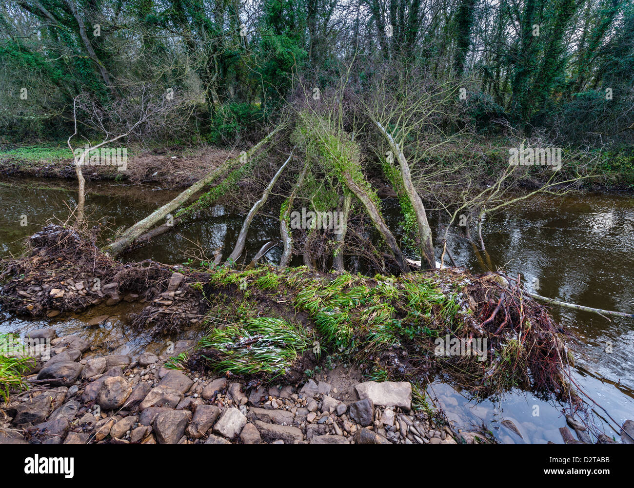 Trees fallen in river due to flood damage Stock Photo
