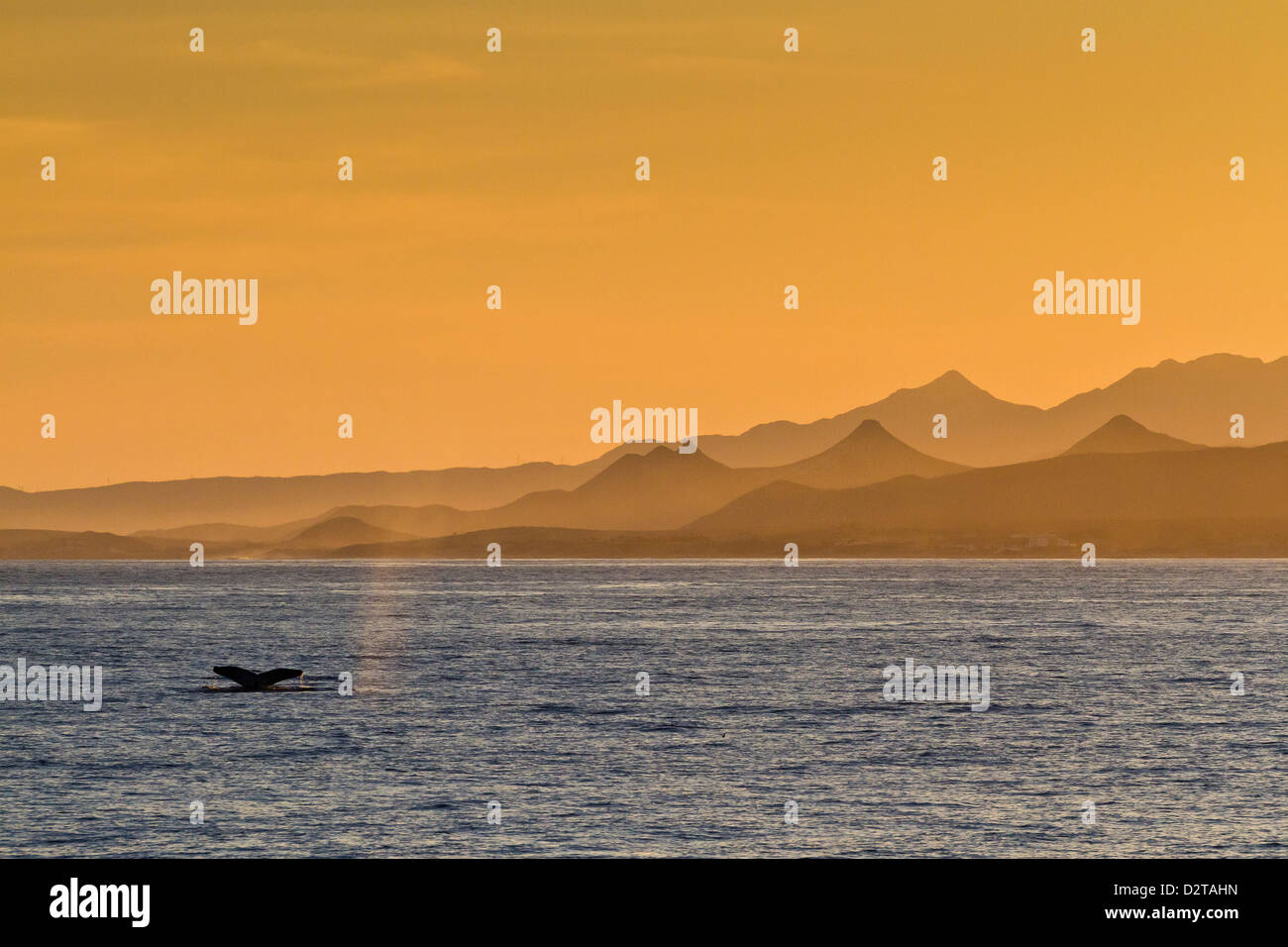 Humpback whale (Megaptera novaeangliae) flukes, Gulf of California (Sea of Cortez), Baja California Sur, Mexico, North America Stock Photo