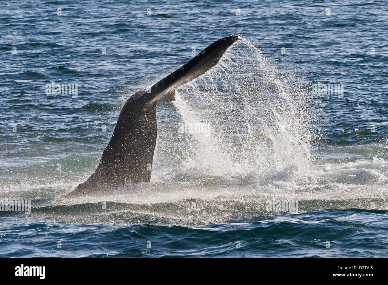 Humpback Whale Tail High Resolution Stock Photography and Images - Alamy