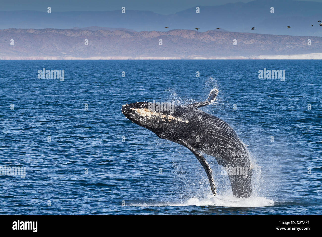 Humpback whale (Megaptera novaeangliae) breach, Gulf of California (Sea of Cortez), Baja California Sur, Mexico, North America Stock Photo