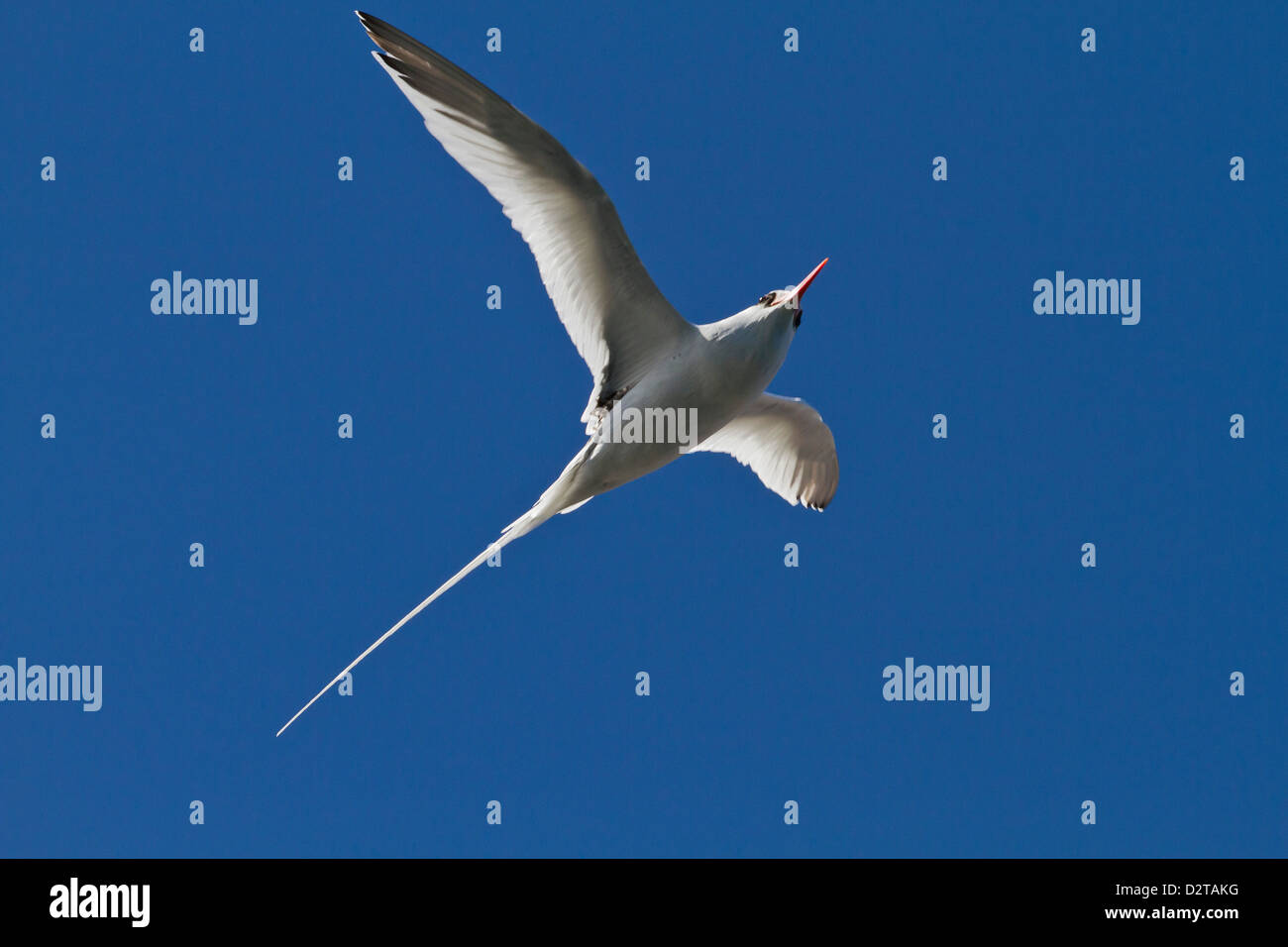 Adult red-billed tropicbird, Isla San Pedro Martir, Gulf of California (Sea of Cortez), Baja California, Mexico Stock Photo