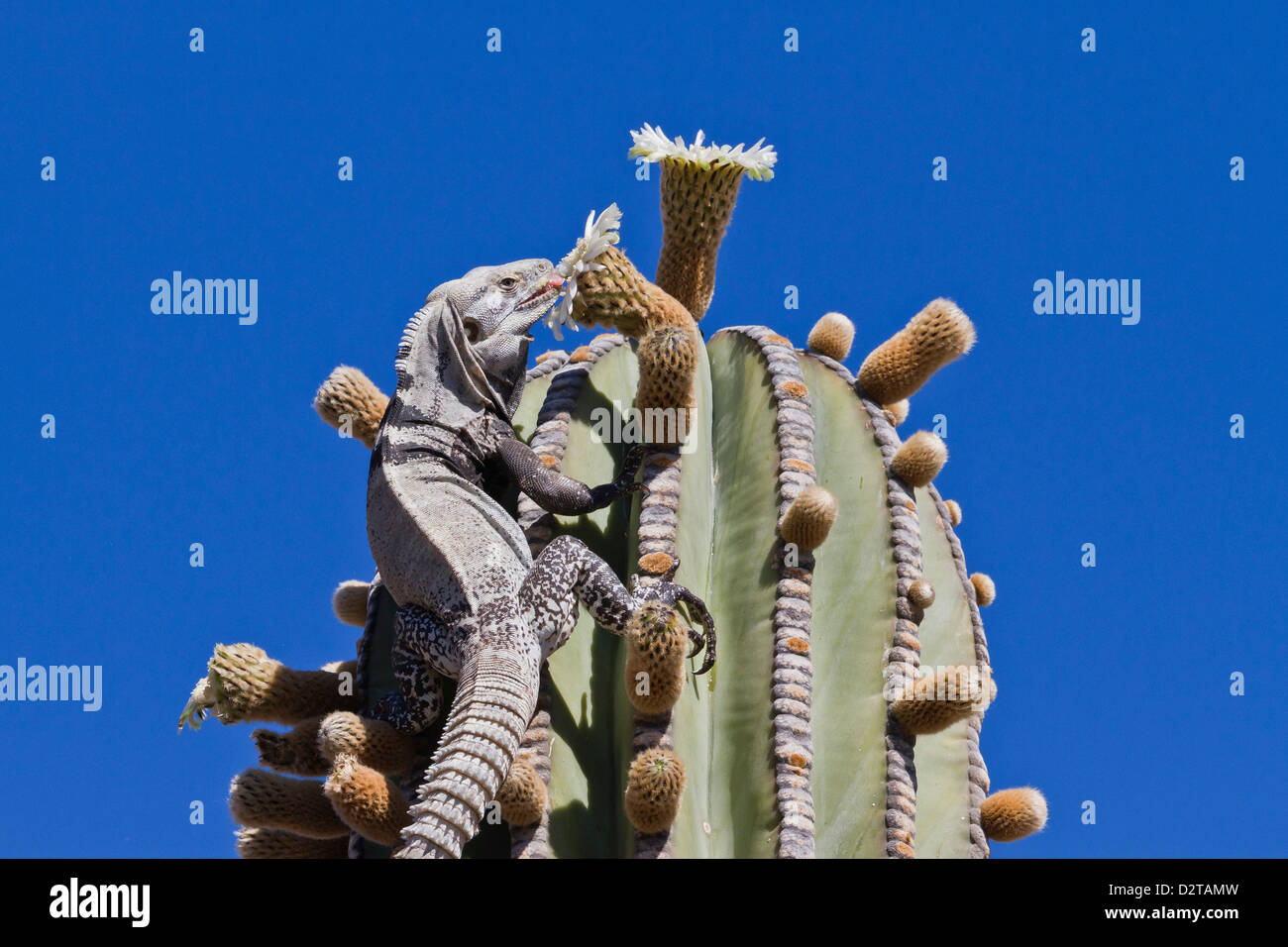 San Esteban spiny-tailed iguana on cardon cactus, Isla San Esteban, Gulf of California (Sea of Cortez), Baja California, Mexico Stock Photo