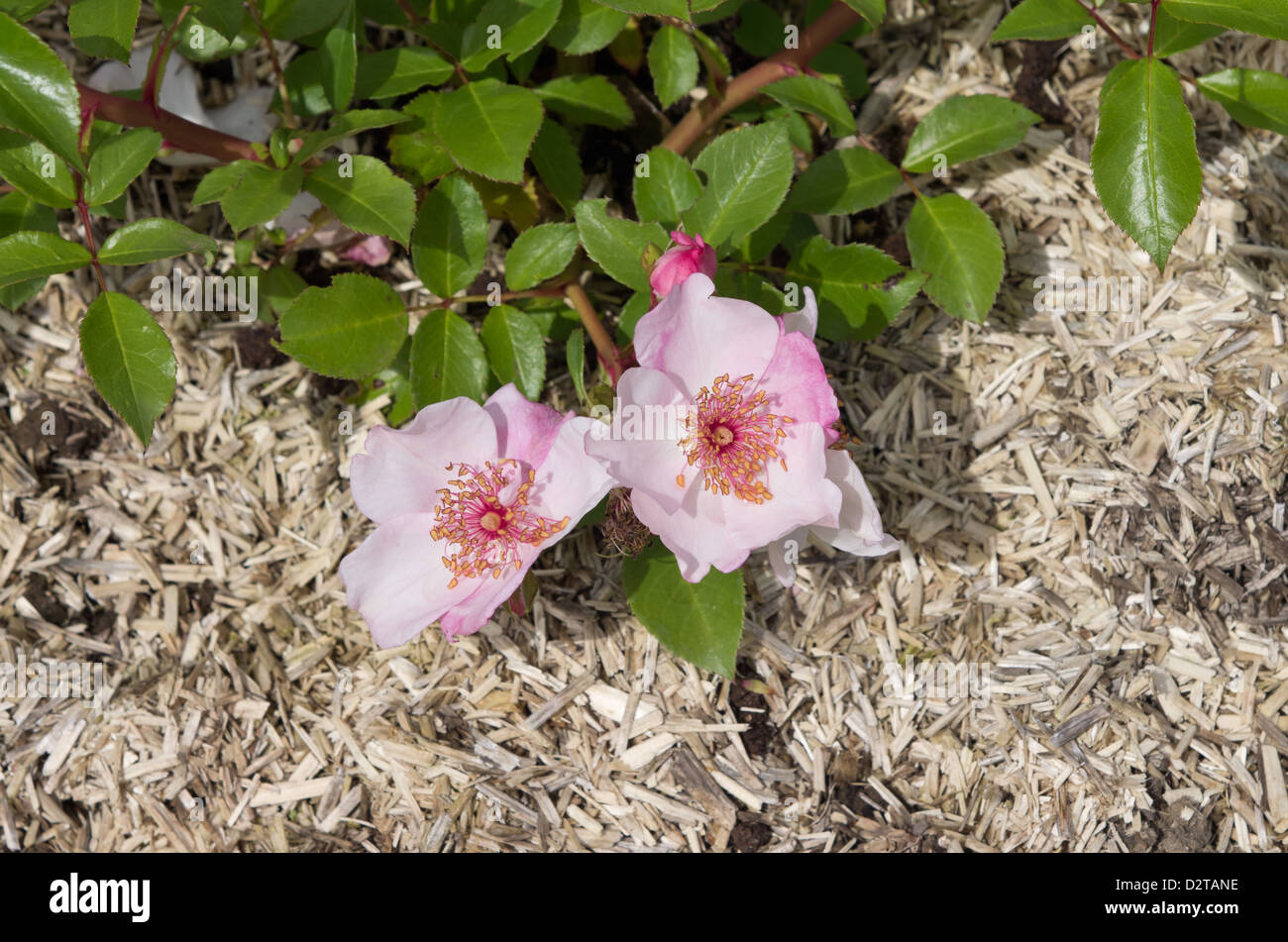 Mulch rose hi-res stock photography and images - Alamy