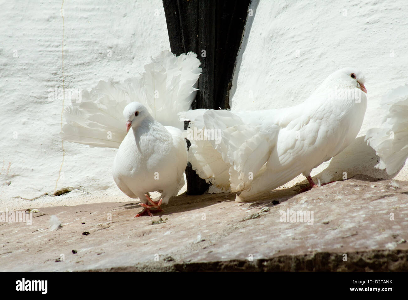 White pigeon on a slope Stock Photo