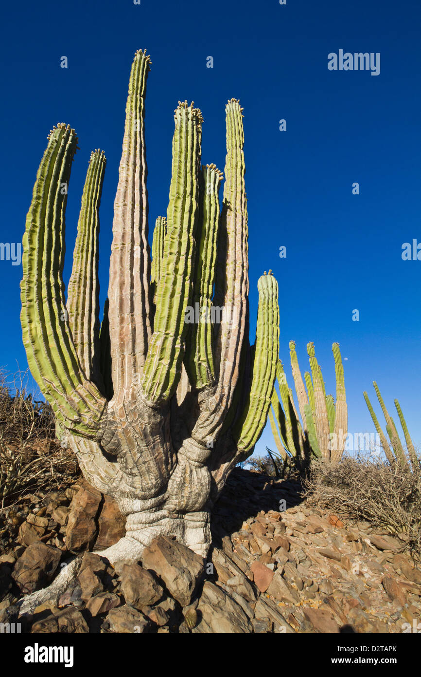 Cardon cactus (Pachycereus pringlei), Isla Catalina, Gulf of California (Sea of Cortez), Baja California, Mexico, North America Stock Photo