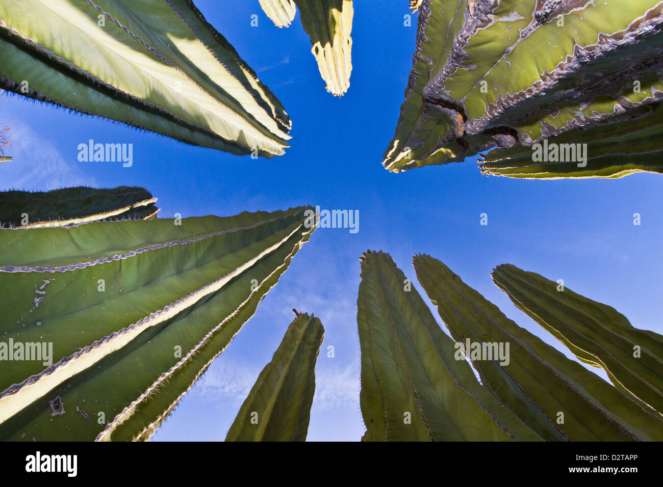 Cardon cactus (Pachycereus pringlei), Isla Catalina, Gulf of California (Sea of Cortez), Baja California, Mexico, North America Stock Photo