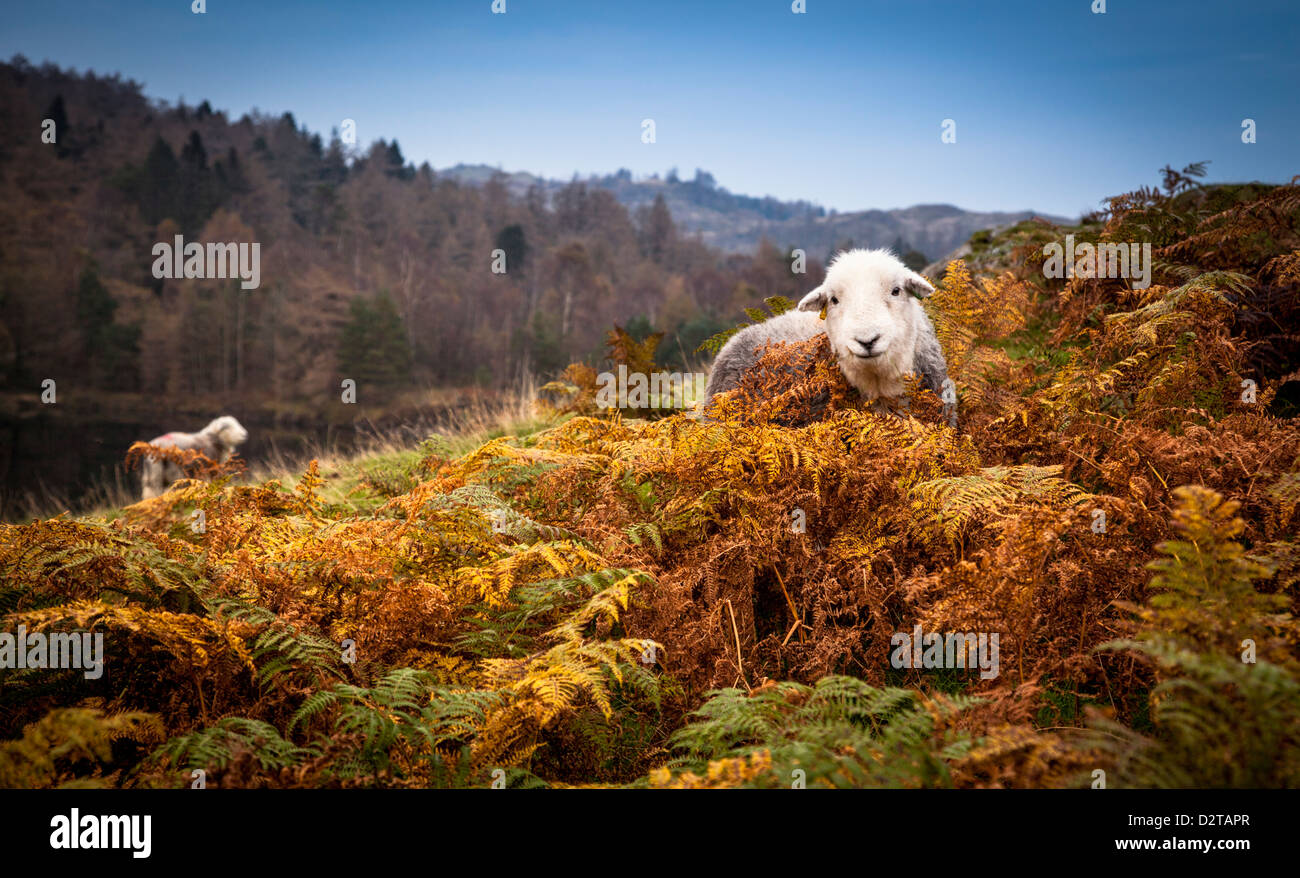 Herdwick sheep at Tarn Hows in the Lake District, England Stock Photo