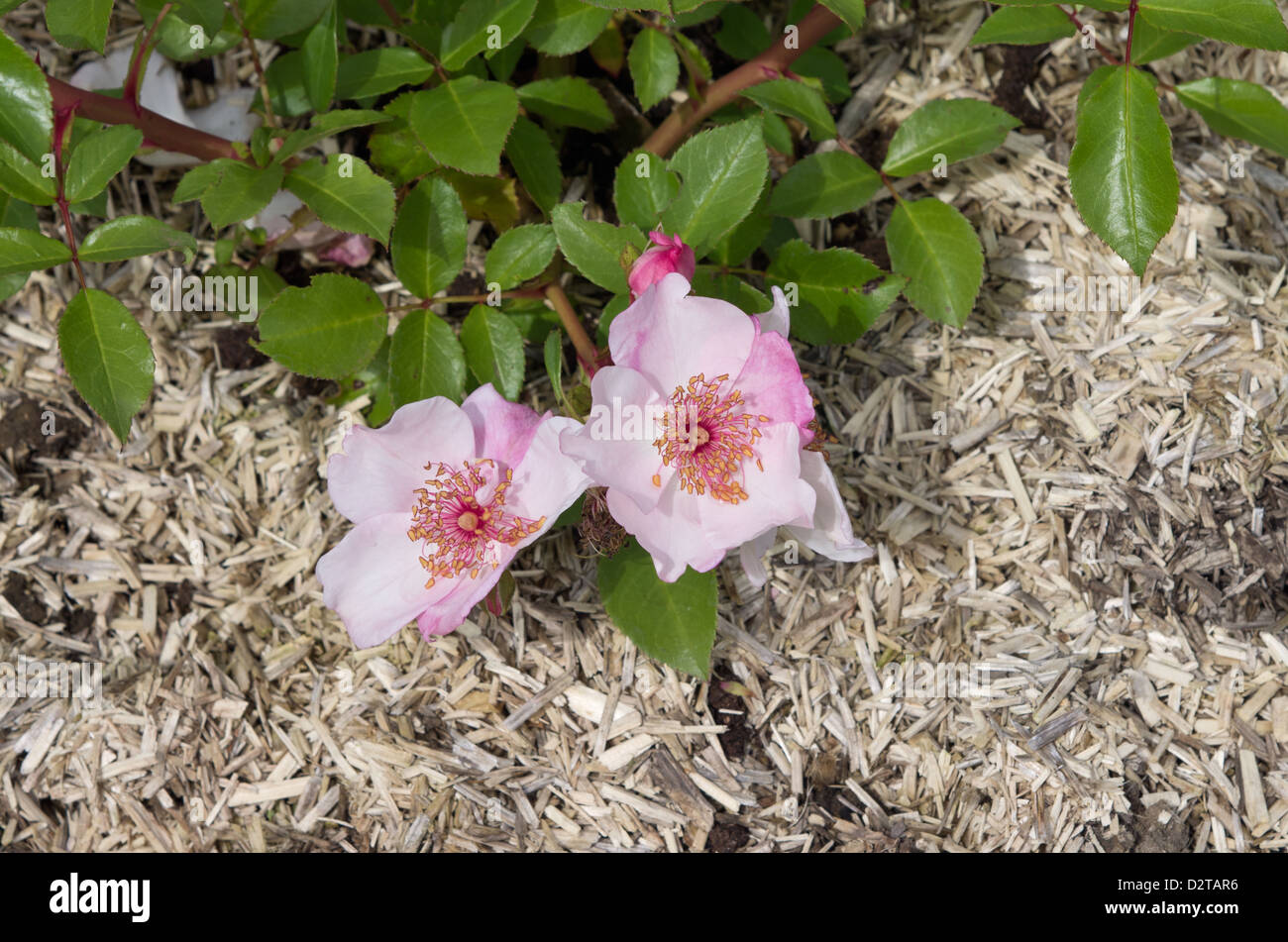 Straw mulch hires stock photography and images Alamy