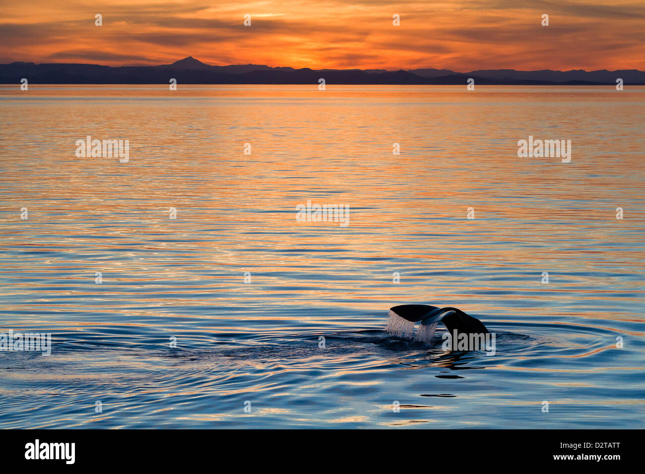 Sperm whale at sunset, Isla San Pedro Martir, Gulf of California (Sea of Cortez), Baja California Norte, Mexico Stock Photo