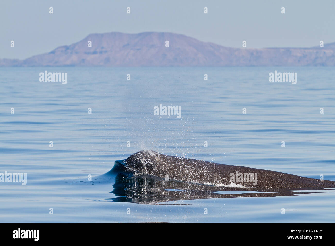 Sperm whale surfacing, Isla San Pedro Martir, Gulf of California (Sea of Cortez), Baja California Norte, Mexico Stock Photo