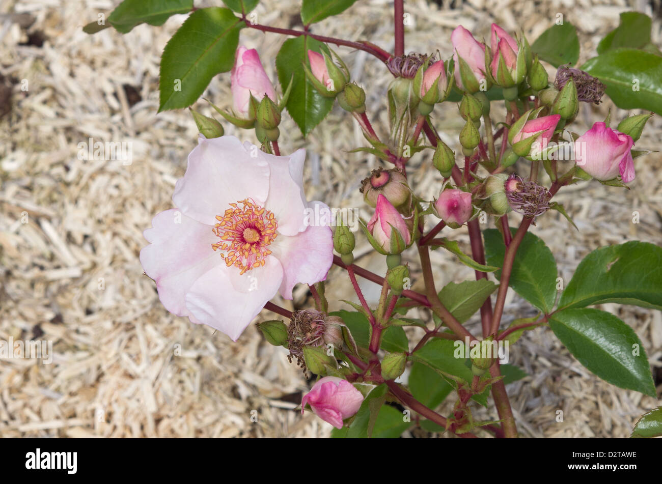 Straw mulch hires stock photography and images Alamy