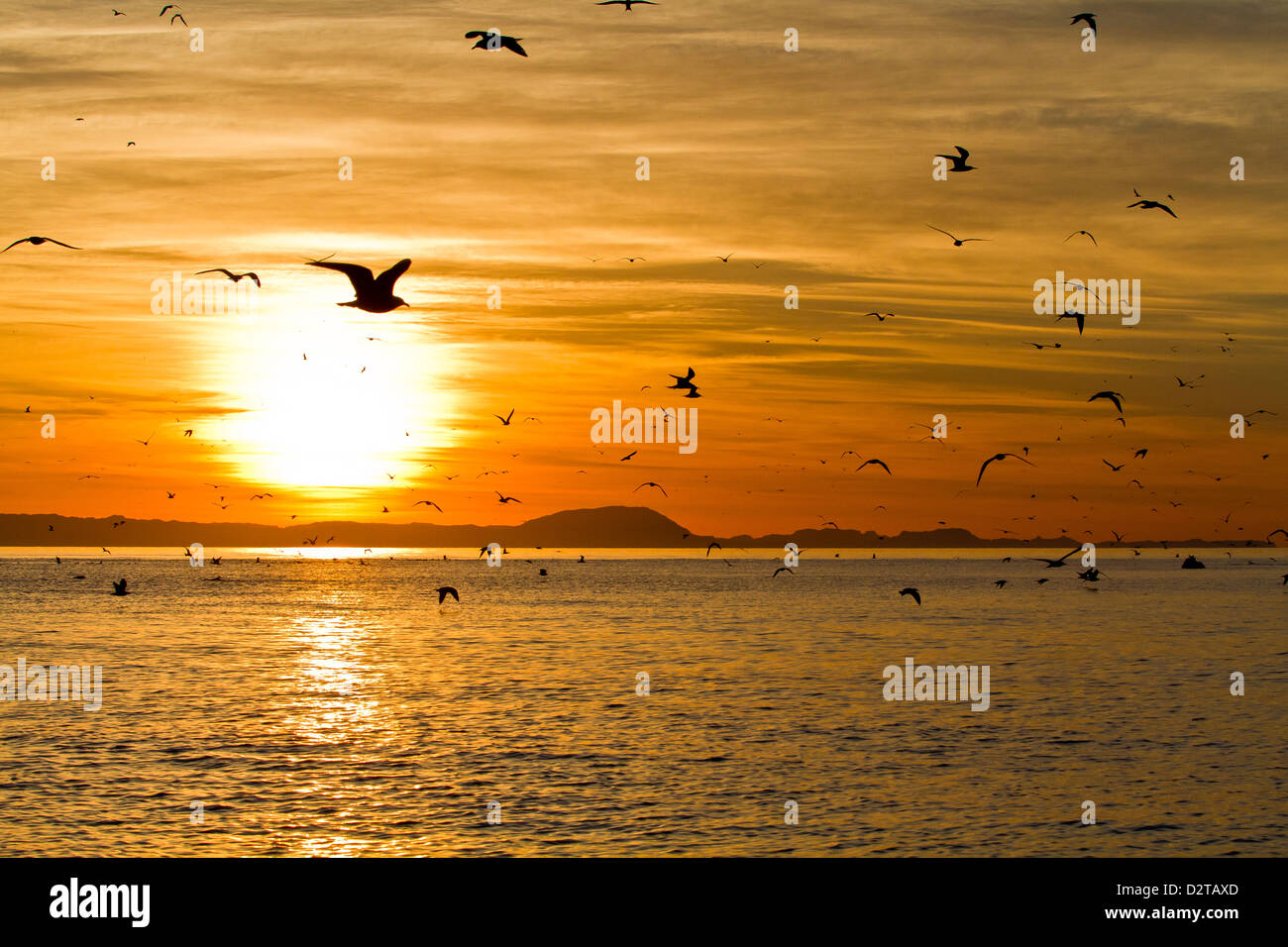Sunrise, Isla Rasa, Gulf of California (Sea of Cortez), Baja California, Mexico, North America Stock Photo