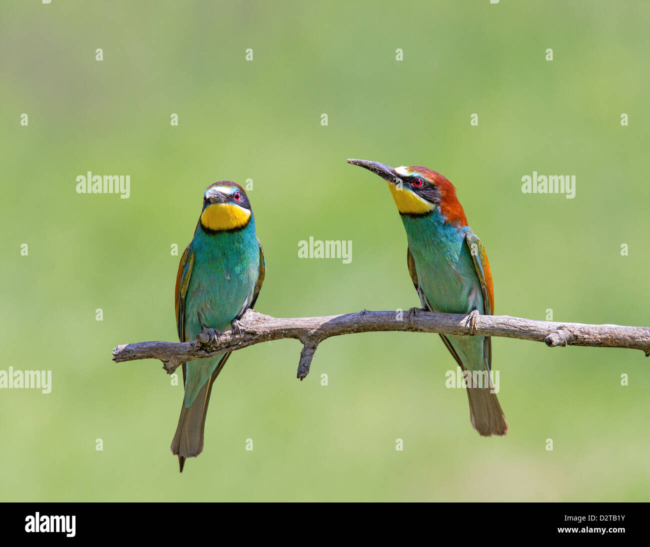 A pair of European bee eaters (Merops apiaster) perched on a branch, soft-focus green foliage background Stock Photo