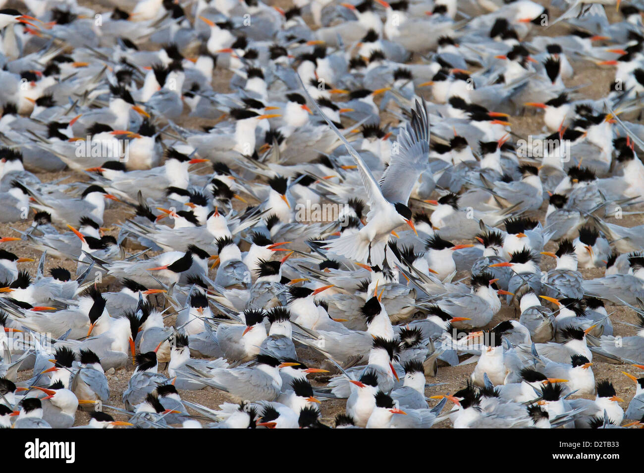 Elegant tern (Thalasseus elegans) breeding colony, Isla Rasa, Gulf of California (Sea of Cortez), Baja California, Mexico Stock Photo