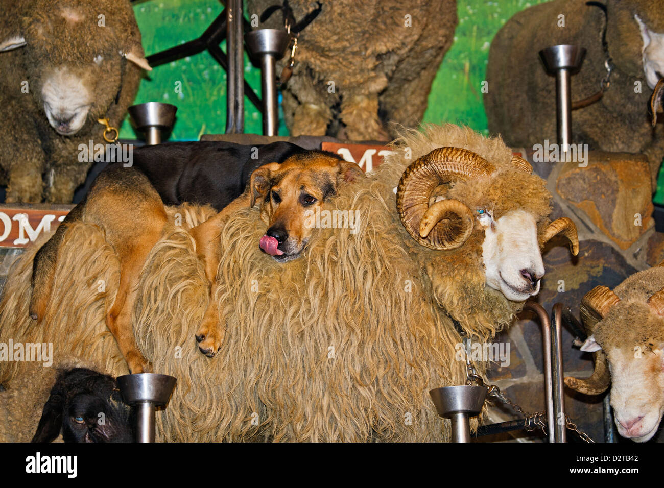A Sheep Dog (Huntaway breed) sitting on the back of a Drysdale Breed of Sheep, Male, at the Agrodome in Rotorua, Bay of Plenty, Stock Photo