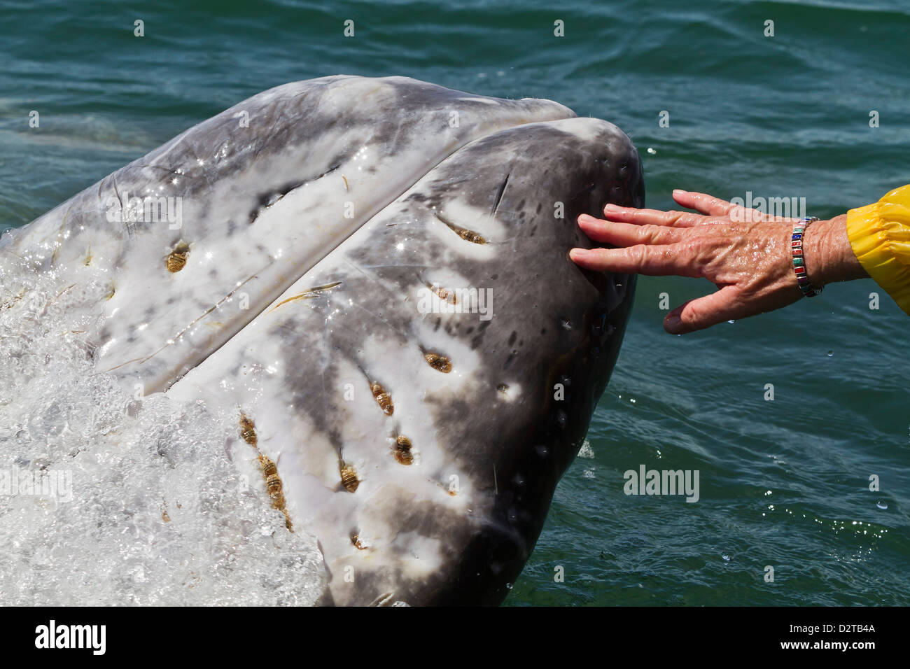 California gray whale (Eschrichtius robustus) touched by excited whale watcher, San Ignacio Lagoon, Baja California Sur, Mexico Stock Photo