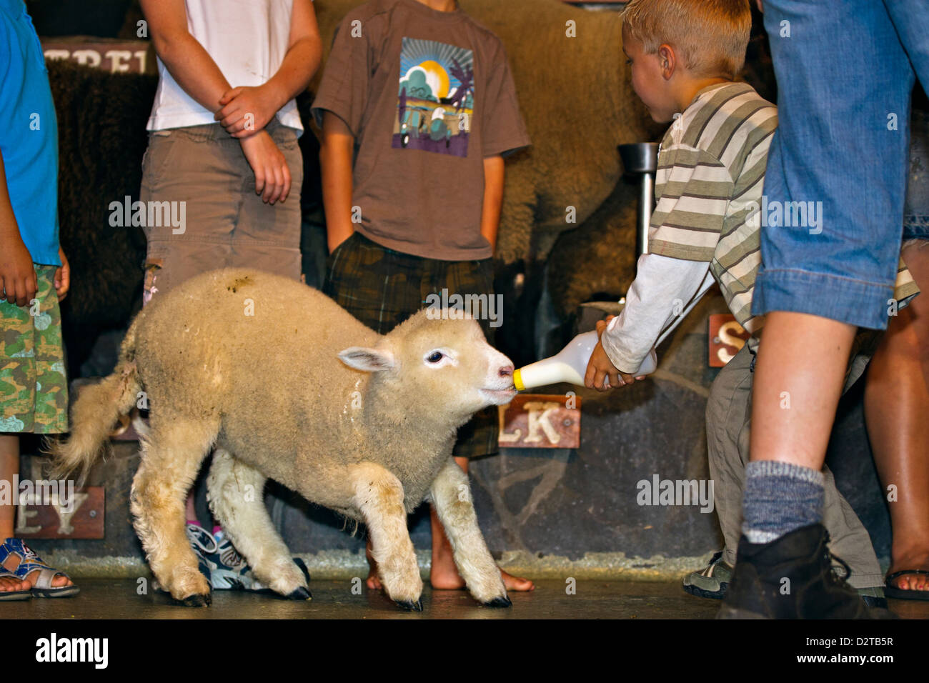 Boy feeding a lamb sheep with a bottle at the Agrodome in Rotorua, Bay