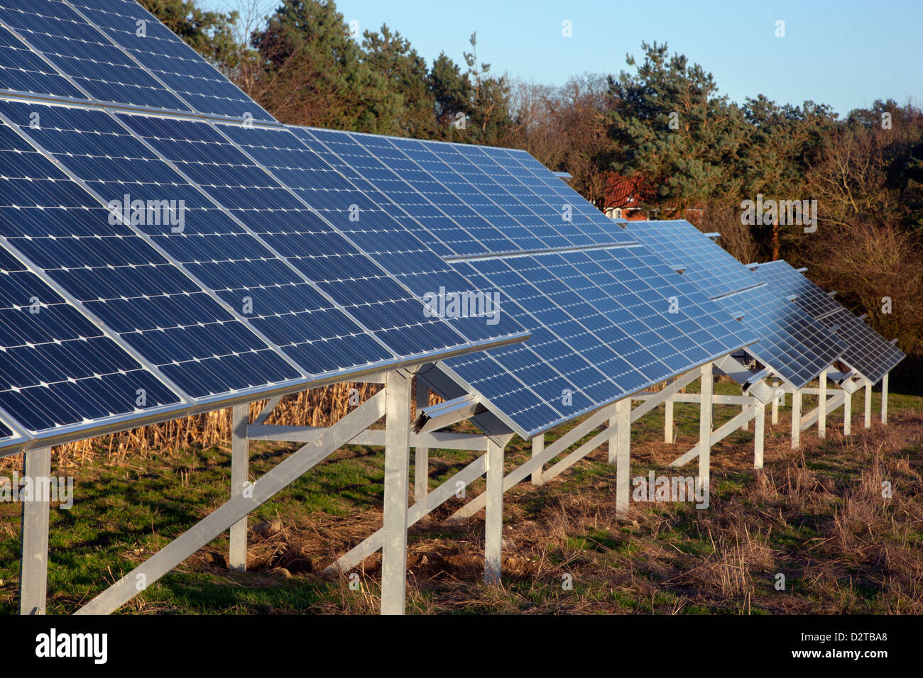 Solar panels on farm headland on the field edge of sugar beet crop Norfolk Stock Photo